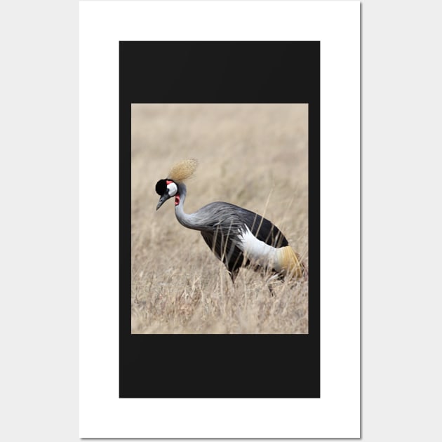 Grey Crowned Crane, Serengeti, Tanzania Wall Art by Carole-Anne